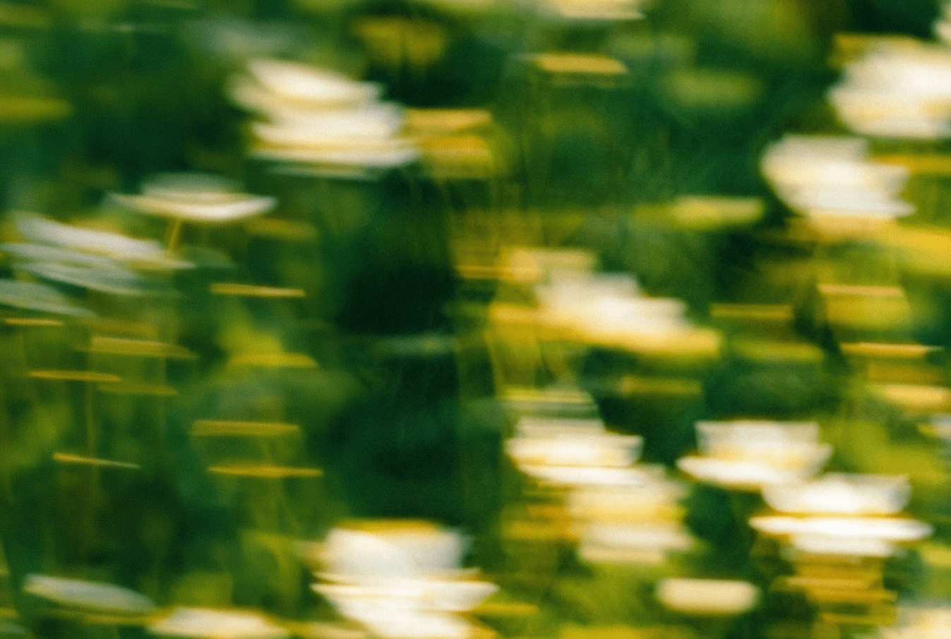 Blurred figures running at sunset